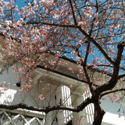 🌸大門店　長野に桜が咲き春がきました🌸