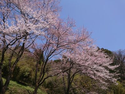 小川村桜