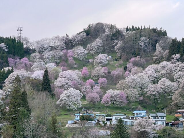 二反田の桜
