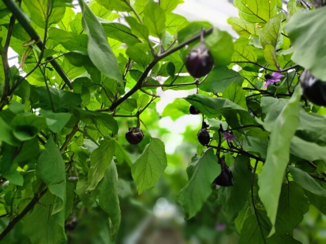 小川の庄縄文おやき村契約農家野菜なす