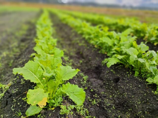 小川の庄縄文おやき村契約農家野菜野沢菜