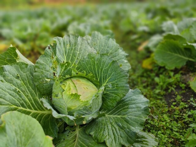 小川の庄縄文おやき村契約農家野菜キャベツ